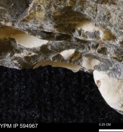 Protocardia sp.