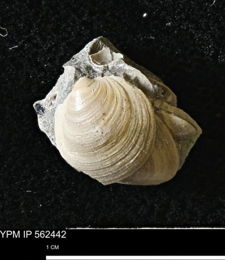 Limopsis striatopunctatus