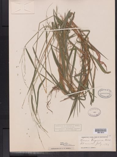 Leersia virginica