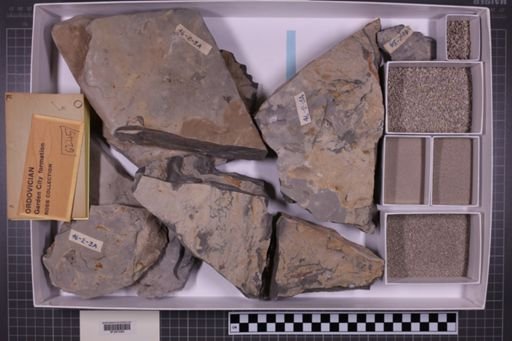 mixed taxa, stratigraphic collection