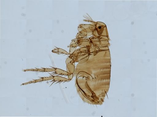 Xenopsylla cheopis