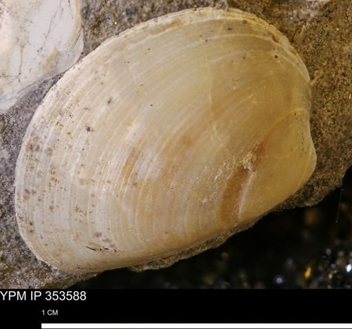 Limopsis striatopunctatus