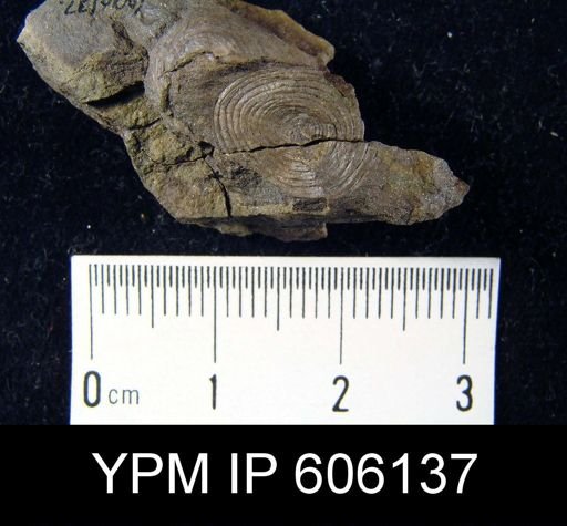 Orbiculoidea sp.