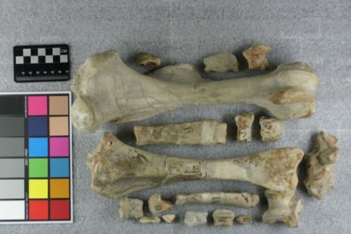 Subhyracodon sp.