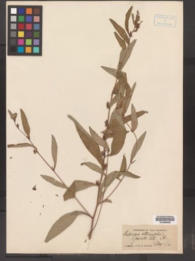 Ludwigia alternifolia