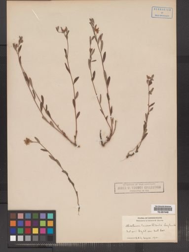 Helianthemum canadense