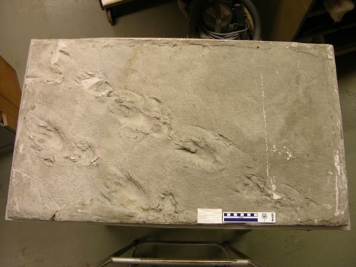 Pseudobradypus unguifer