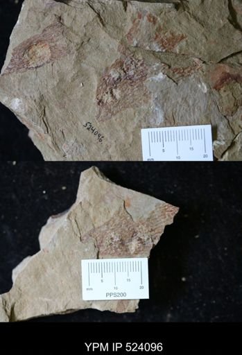 undet. Graptolithina