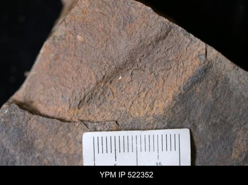 undet. Arthropoda
