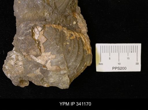 Inoceramus sp.