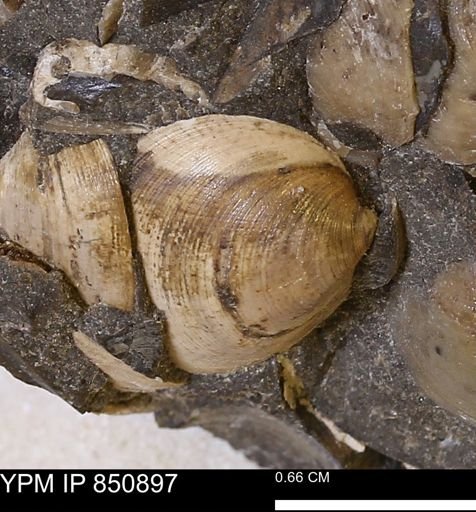 Limopsis striatopunctatus