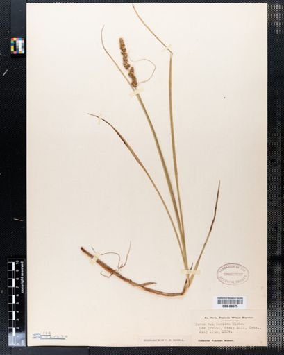 Carex