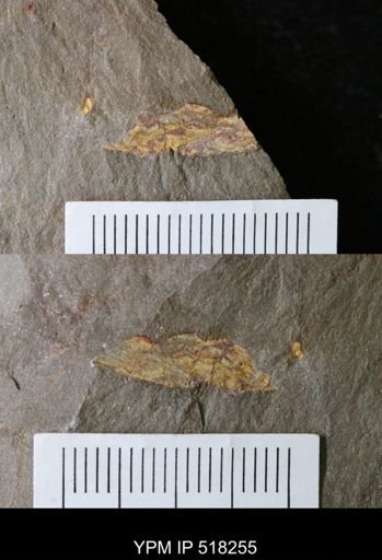 undet. Arthropoda