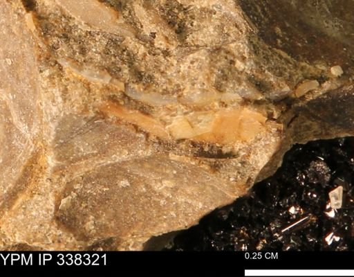 Protocardia subquadrata