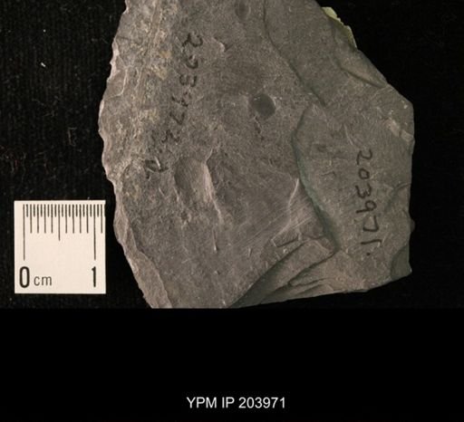undet. Bivalvia