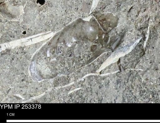 undet. Scaphitidae