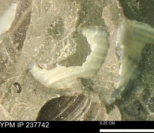 Limopsis striatopunctatus