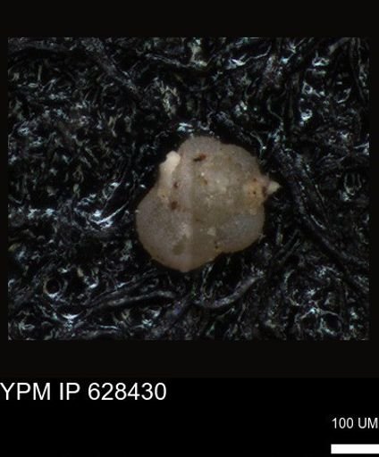 undet. Foraminiferida