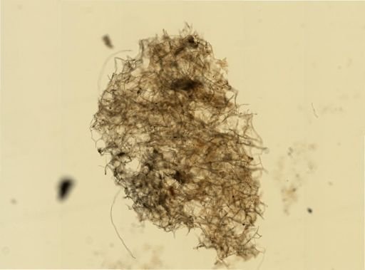 Chalinula loosanoffi