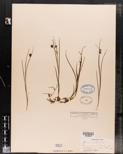 Juncus nodosus