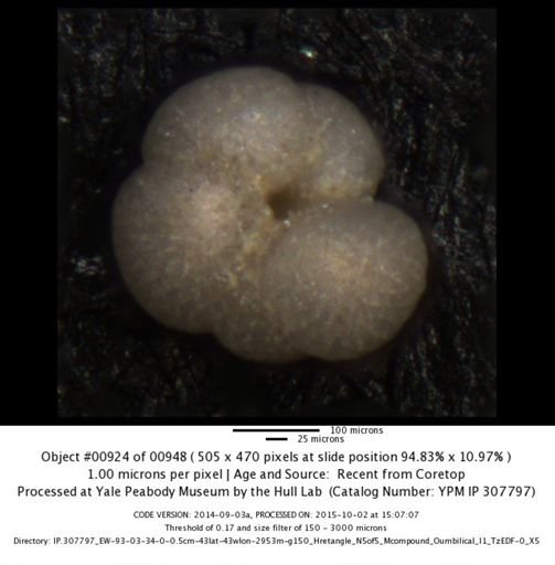 undet. Foraminiferida