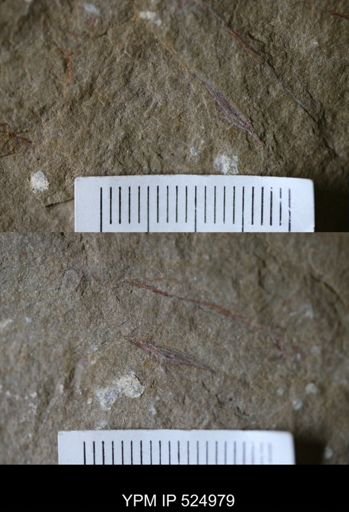 undet. Graptolithina