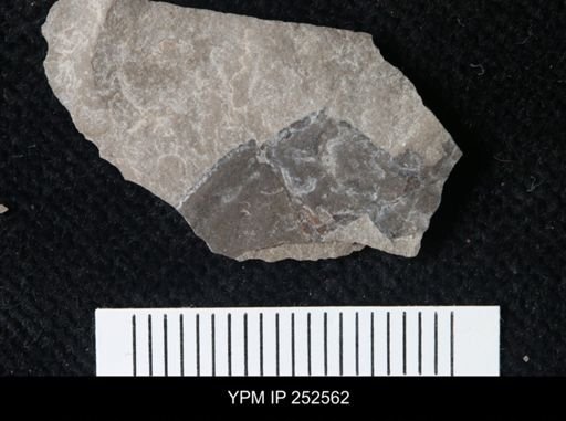 undet. Eurypterida
