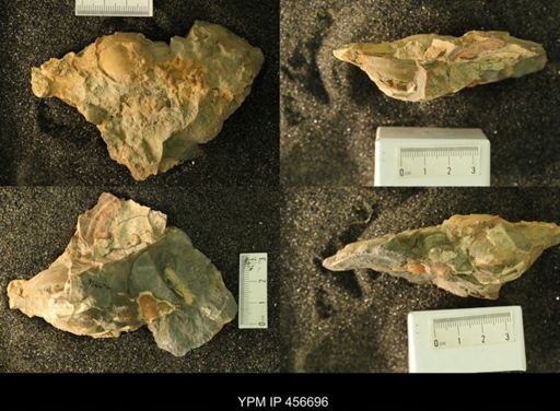 undet. Fasciolariidae