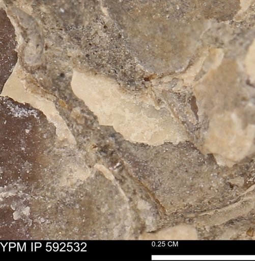 undet. Mollusca