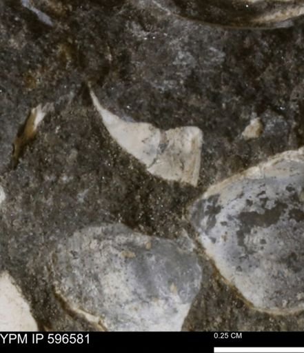 Limopsis? striatopunctatus