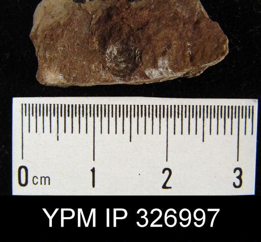 Chonetes granulifer