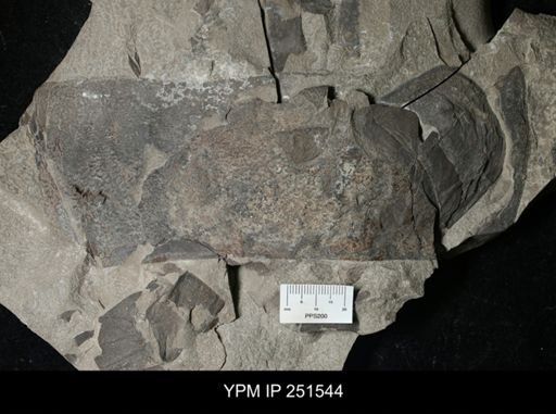 Buffalopterus sp.