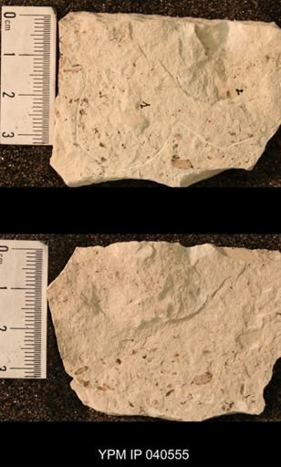 Chelopterum peregrinum