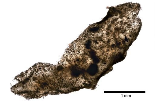 Hircinia ramosa