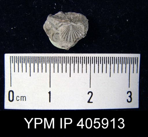 Anoplotheca hemispherica