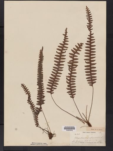 Polypodium