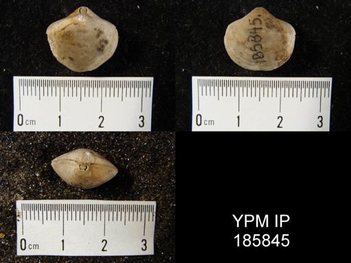 Athyris vittata