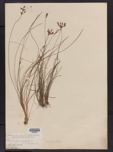 Fimbristylis