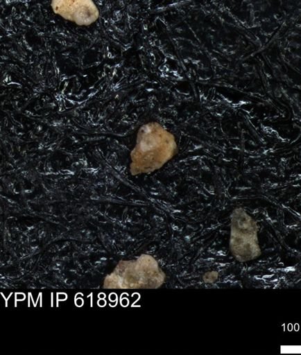 undet. Foraminiferida