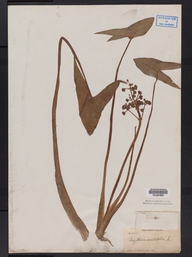 Sagittaria