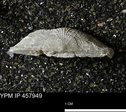 Strophodonta sp.