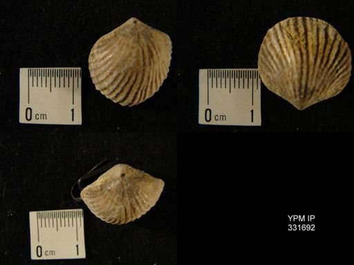 Spinatrypina?