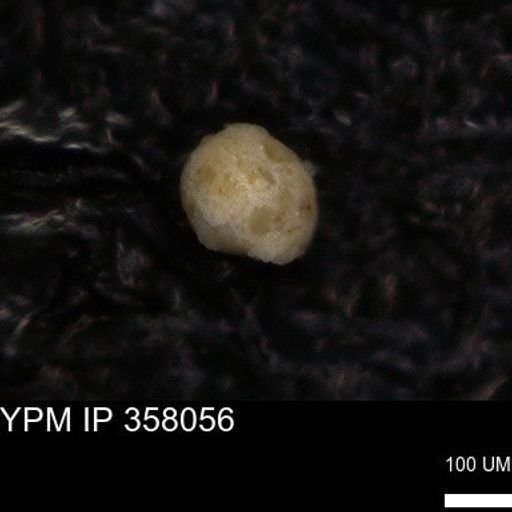 undet. Foraminiferida
