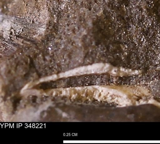 undet. Bivalvia