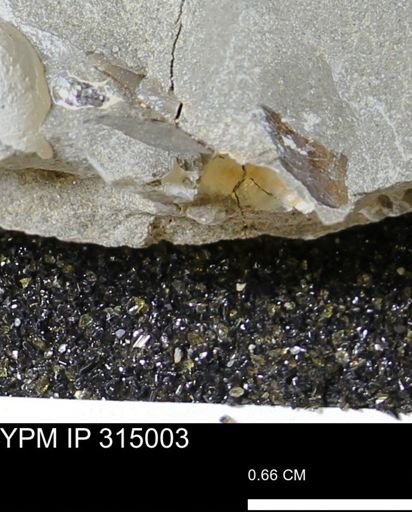 undet. Scaphitidae