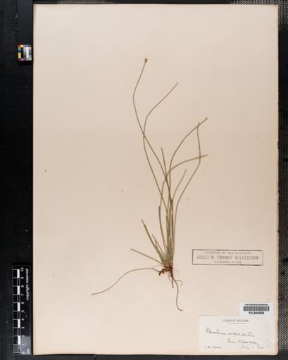 Eleocharis rostellata