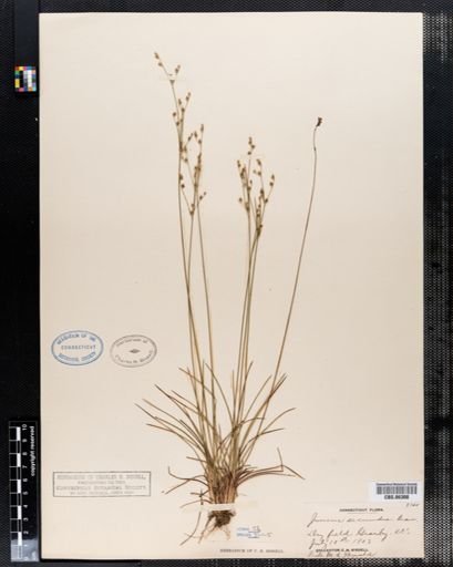 Juncus secundus