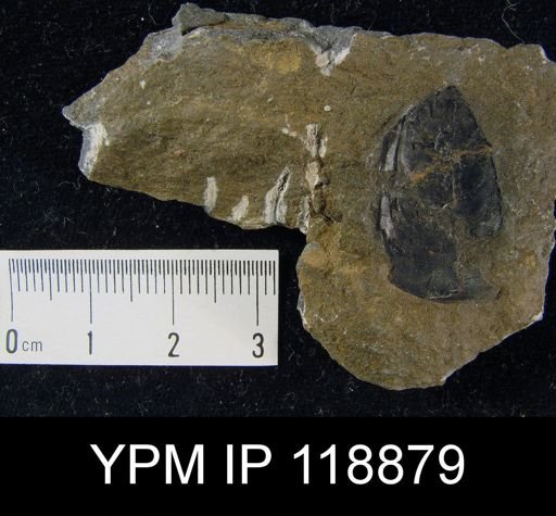 Lingula clintoni