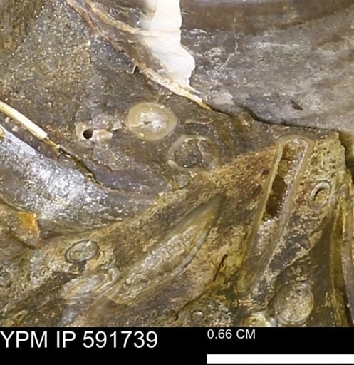 Serpulidae