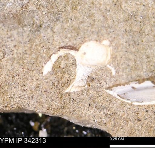 undet. Gastropoda